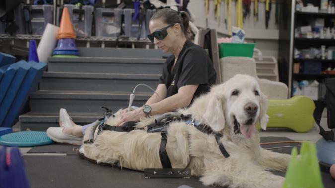 A dog receiving professional care at a canine rehabilitation and treatment center. Through various approaches, including treatment, rehabilitation, and exercise, Long Live the Dog explores the essential conditions and meaning of care that help dogs live longer, healthier lives.