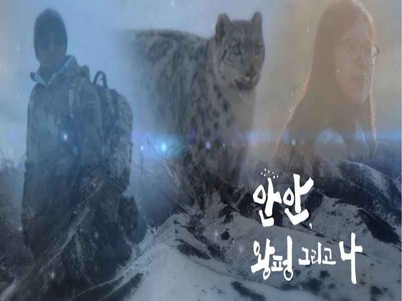 Wang Feng, who has been in the snow for 8 years in search of a snow leopard, I set out to find the disappeared Korean leopard A message from An An, the snow leopard, to the two! 