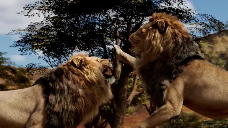 fight of lions