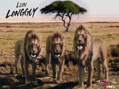 Lion Longguy