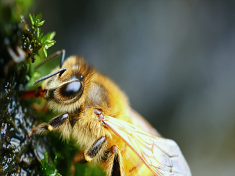 Honeybee Crisis