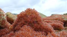 Mystery Migration: Red Crabs of Christmas Island