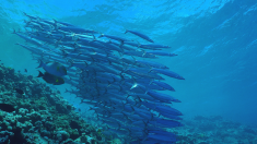 The Millimeters of the Sea