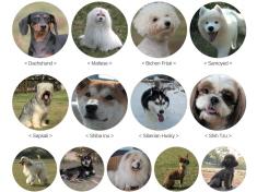 Happy Dog TV Entertainment Programs for Dog Lovers