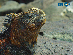 Galapagos, The Edge of the World 