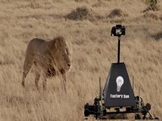 Chaser of Wildlife, CASAD