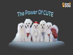 Happy Dog TV Original Content