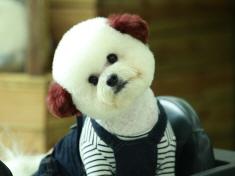 Happy Dog TV Play Content