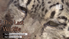 The Last Wildlife