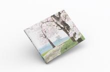 Apple Blossoms