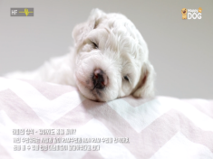 Happy Dog TV Healing Content